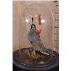 Image 1 : CALIFORNIA QUAIL in a Glass Cloche Display