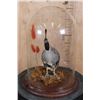 Image 2 : CALIFORNIA QUAIL in a Glass Cloche Display