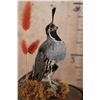 Image 3 : CALIFORNIA QUAIL in a Glass Cloche Display