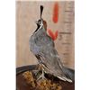 Image 4 : CALIFORNIA QUAIL in a Glass Cloche Display