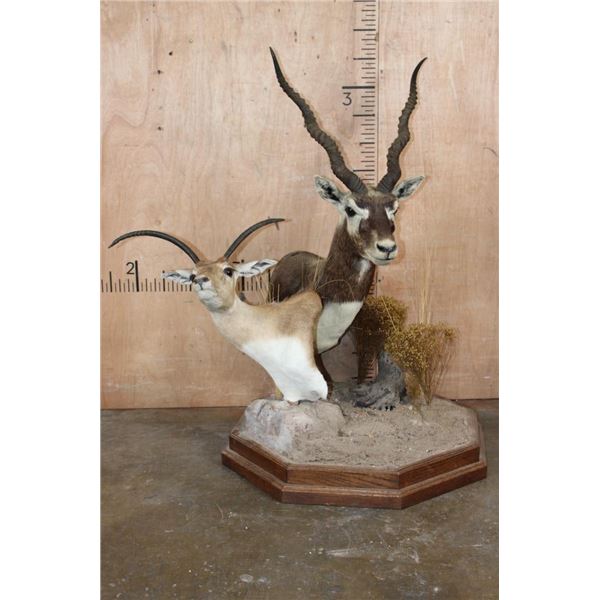 Double BLACKBUCK Pedestal Mount, 1 is a Juvenile with a Horn Deformity