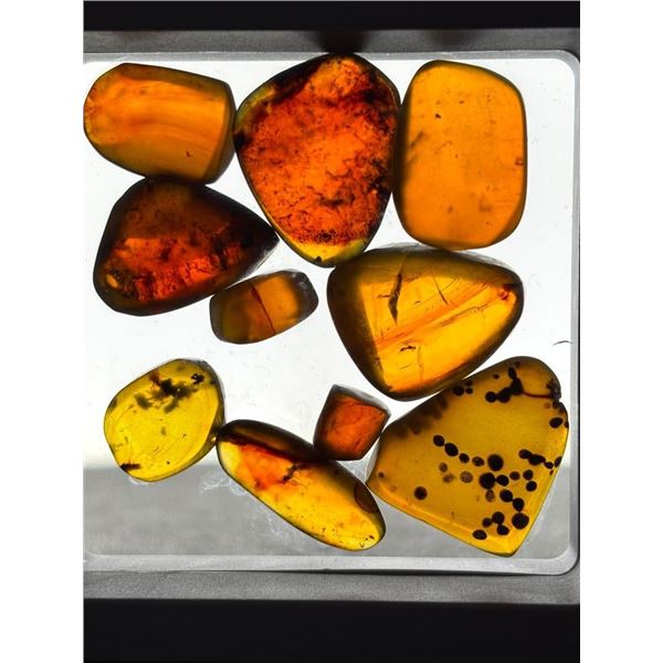 10 Pieces of Authentic Myanmar AMBER Fossil Specimens with Insect Inclusions
