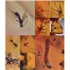 Image 3 : 10 Pieces of Authentic Myanmar AMBER Fossil Specimens with Insect Inclusions