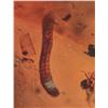 Image 4 : 10 Pieces of Authentic Myanmar AMBER Fossil Specimens with Insect Inclusions