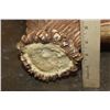 Image 3 : Massive Set of 17-Point ELK Sheds