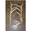 Image 4 : Massive Set of 17-Point ELK Sheds