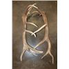 Image 5 : Massive Set of 17-Point ELK Sheds