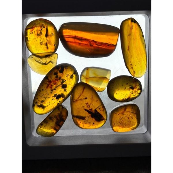 10 Pieces of Authentic Myanmar AMBER Fossil Specimens with Insect Inclusions