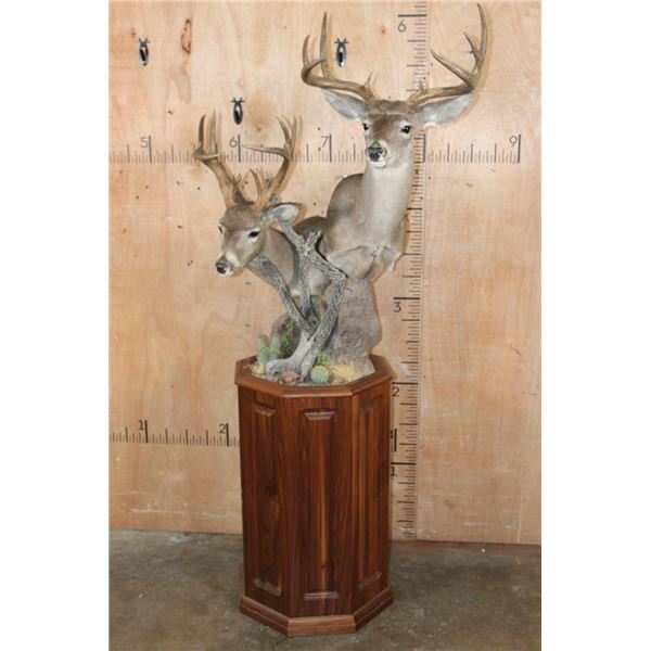 Double COUES DEER Pedestal Mount