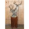 Image 1 : Double COUES DEER Pedestal Mount