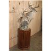 Image 2 : Double COUES DEER Pedestal Mount