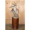 Image 3 : Double COUES DEER Pedestal Mount