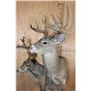 Image 4 : Double COUES DEER Pedestal Mount