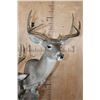 Image 5 : Double COUES DEER Pedestal Mount