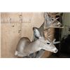 Image 6 : Double COUES DEER Pedestal Mount