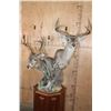 Image 7 : Double COUES DEER Pedestal Mount