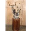 Image 8 : Double COUES DEER Pedestal Mount