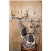 Image 9 : Double COUES DEER Pedestal Mount