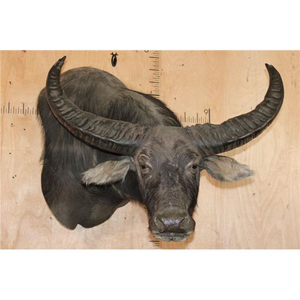 XXL WATER BUFFALO Wall Pedestal Mount