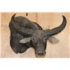 Image 1 : XXL WATER BUFFALO Wall Pedestal Mount