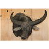 Image 2 : XXL WATER BUFFALO Wall Pedestal Mount