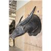 Image 3 : XXL WATER BUFFALO Wall Pedestal Mount