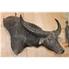 Image 4 : XXL WATER BUFFALO Wall Pedestal Mount