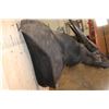 Image 5 : XXL WATER BUFFALO Wall Pedestal Mount
