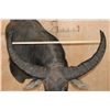 Image 6 : XXL WATER BUFFALO Wall Pedestal Mount