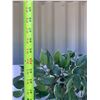 Image 12 : Metal Floor Lamp With Three Cage Shades And Faux Plant