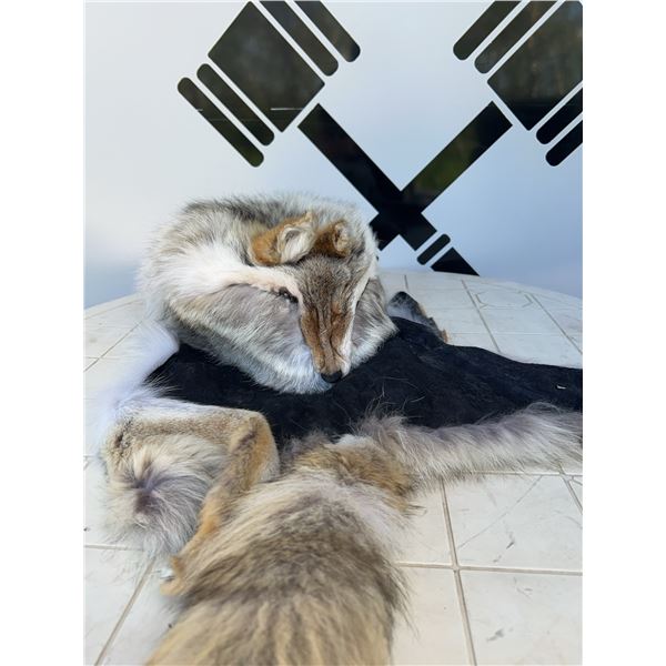 Crowncap Luxury Wearable Coyote Fur Hat and Pelt