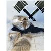 Image 1 : Crowncap Luxury Wearable Coyote Fur Hat and Pelt