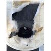 Image 2 : Crowncap Luxury Wearable Coyote Fur Hat and Pelt
