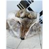 Image 4 : Crowncap Luxury Wearable Coyote Fur Hat and Pelt