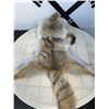 Image 5 : Crowncap Luxury Wearable Coyote Fur Hat and Pelt