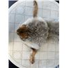 Image 6 : Crowncap Luxury Wearable Coyote Fur Hat and Pelt