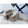 Image 7 : Crowncap Luxury Wearable Coyote Fur Hat and Pelt