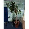 Image 1 : 4pc - Office Plants & Planters