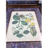 Image 3 : Framed Floral Prints