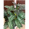 Image 5 : Faux Floral Plants