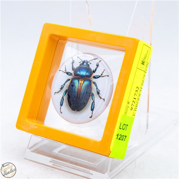 NEW BEETLE BROOCH BUTTON 1.73”X1.7