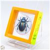 Image 1 : NEW BEETLE BROOCH BUTTON 1.73”X1.7