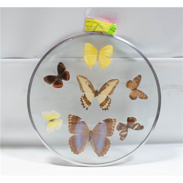 BUTTERFLY GLASS WALL DISPLAY TAXIDERMY