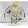 Image 1 : BUTTERFLY GLASS WALL DISPLAY TAXIDERMY