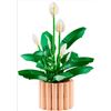Image 2 : BNIB LEGO Botanicals Peace Lily - RV: $65 (#11504)