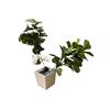 Image 1 : 3 Indoor Decor Plants and Metal Pot