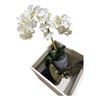 Image 2 : 3 Indoor Decor Plants and Metal Pot