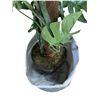 Image 3 : 3 Indoor Decor Plants and Metal Pot