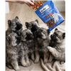 Image 1 : Ten Dogs Bacon Strips for Dogs, 12 x 100g