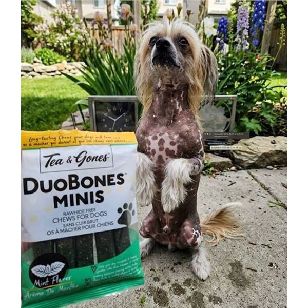 Ten Org DuoBones Minis Mint Dog Chews Lot of 6x100g